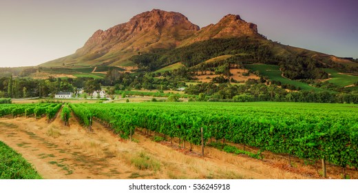 vineyards and Helderberg Mountain near Stellenbosch at sunset, Western Cape, South Africa on the 11th of febuary 2010 in Stellenbosch, South Africa.  - Shutterstock ID 536245918