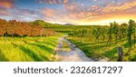 vineyards of Hessian mountain Road, Germany 