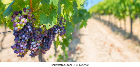 Vineyards Of Italy Grape And Winery On A Sunny Day Italian Wine Making