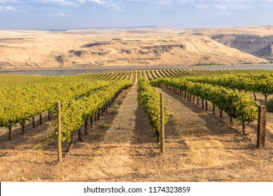 Vineyards Landscape In The Columbia River Gorge Washington State.