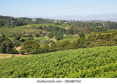 Vineyards Landscape In Constantia Valley, South Africa