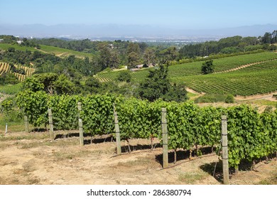 Vineyards Landscape In Constantia Valley, South Africa