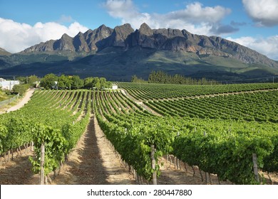 Vineyards Landscape Near Wellington, South Africa