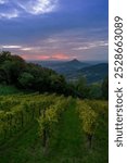 Vineyards landscape, Torreglia, Veneto, Italy