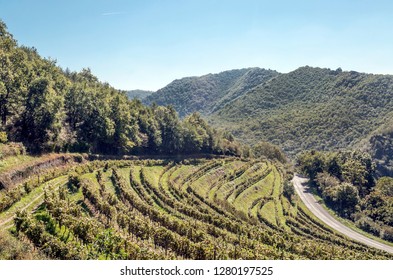 Vineyards In Languedoc In France In Sunny Day