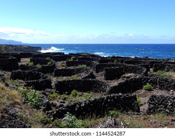 Vineyards with lava walls to protect from the wind and to prevent overheating and cooling down in the night at Pico Island Azores