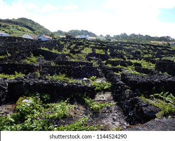 Vineyards with lava walls to protect from the wind and to prevent overheating and cooling down in the night at Pico Island Azores