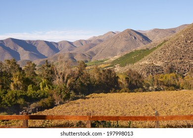 Vineyards In The Limari Valley In Central Chile