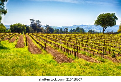 Vineyards Line The Rolling Hills Of California's Wine Country. Sonoma County, California.