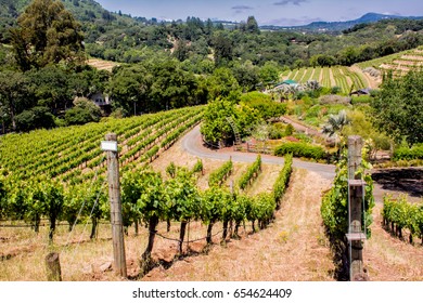 Vineyards Line The Rolling Hills Of California's Napa/Sonoma Wine Country (Summer 2017)