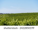 Vineyards in McLaren Vale, South Australia