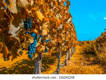 Vineyards Of Mendoza, Argentina