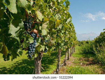 Vineyards Of Mendoza, Argentina