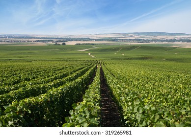 Vineyards Of Montagne De Reims