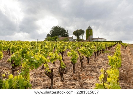 Monnières . Vineyards of Nantes in springtime. Loire-Atlantique. Country of the Loire