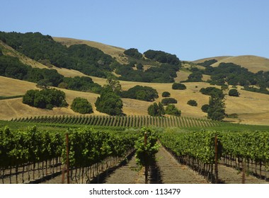 Vineyards In Napa Valley, CA