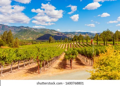 Vineyards In Napa Valley California USA 