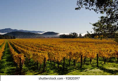 Vineyards In Napa Valley In Fall