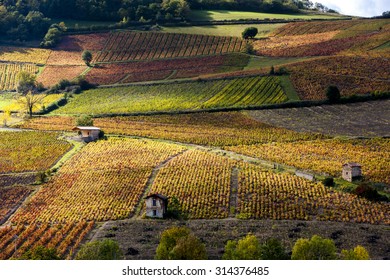 vineyards near Beaujeu, Beaujolais, Rhone-Alpes, France