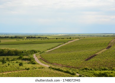 Vineyards near to Eger in Hungary at the beginning of summer