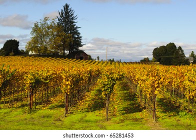 Vineyards Near Sebastopol, California.