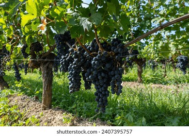 Vineyards near St. Emilion town, production of red Bordeaux wine, Merlot or Cabernet Sauvignon grapes on cru class vineyards in Saint-Emilion wine making region, France, Bordeaux in autumn - Powered by Shutterstock