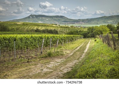 Vineyards near the town of Mikulov, Moravia, Czech Republic, in the background peaks of Pálava.