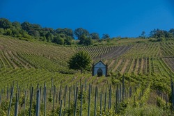 Vineyards Near Zeltingen-Rachtig With A Small Chapel