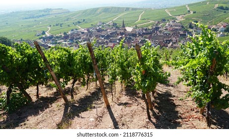 Vineyards Niedermorschwihr In The Elzas