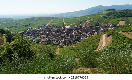 Vineyards Niedermorschwihr In The Elzas