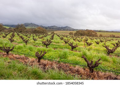 Vineyards, Old Vines Without Leaves At Spring Time, Irrigation System Installed. About To Rain, Foggy And Cloudy Landscape. Hills And Misty Fields At The Background. Barossa Valley, South Australia