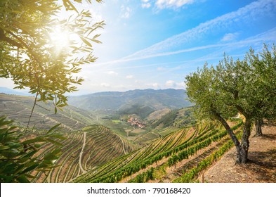 Vineyards and olive trees in the Douro Valley near Lamego, Portugal Europe