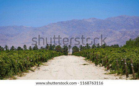 Vineyards on the east end of Coachella, CA. The Santa Rosa mountains are in the background.