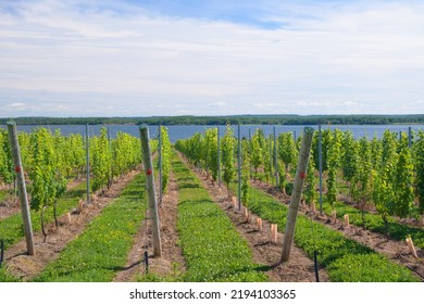 Vineyards On Fundy Shore Of Nova Scotia Produce 