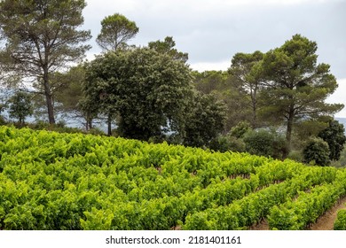 Vineyards On The Hills Near Carcassonne, Occitania