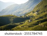 Vineyards on the rolling hills in Santa Maddalena, Rencio district in Bolzano. South Tyrol region, Italy, Europe.