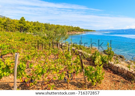Vineyards on sea coast of Brac island near Bol town, Croatia