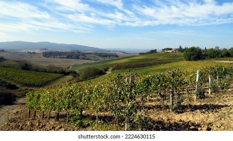 
	Vineyards On The Tuscan Hills				