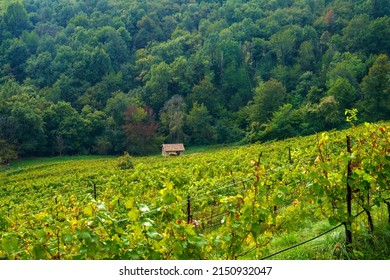 Vineyards in the park of Curone at Monte di Rovagnate, Lecco province, Lombardy, Italy, in autumn