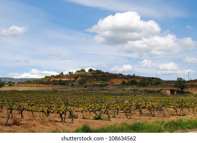 Vineyards Of Penedes. Catalunya