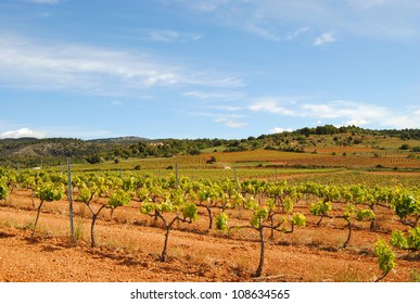 Vineyards Of Penedes. Catalunya