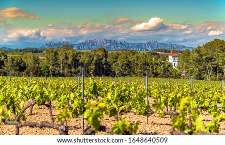 Vineyards at Penedes wine region with a beautiful cellar tower and the Montserrat Range in the distance / Catalonia, Spain.