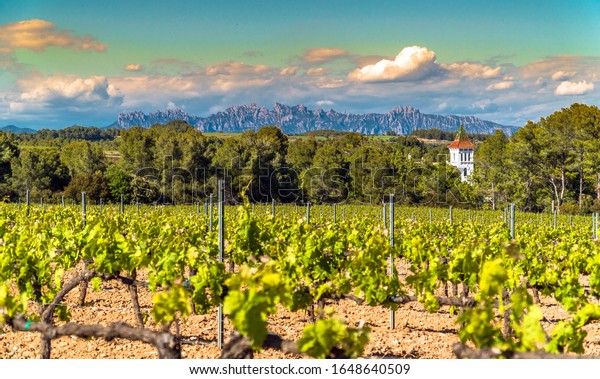 Vineyards at Penedes wine region with a beautiful\
cellar tower and the Montserrat Range in the distance / Catalonia,\
Spain.