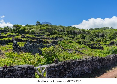 Vineyards of Pico Island near Lajido, UNESCO World Heritage Site in Pico island, Azores, Portugal
