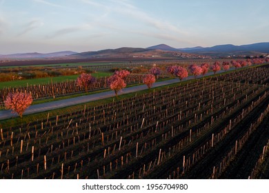 Vineyards and pink blooming trees in Gyongyostarjan Hungary Aerial view about beautiful blooming plum trees by the road. Spring sunrise landscape, cherry blossom with vineyards.