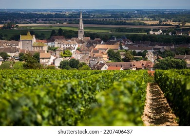 vineyards of pinot noir in burgundy france - Powered by Shutterstock