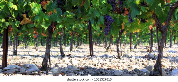Vineyards in Provence in the South of France