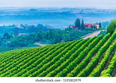 Vineyards in  the Province of Cuneo, Piedmont, Italy.