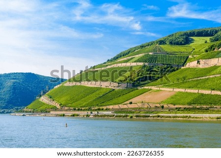 Vineyards and river in Ruedesheim am Rhein Rhine, Rudesheim, Rheingau-Taunus-Kreis, Darmstadt, Hessen, Germany.