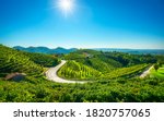 Vineyards and road. Prosecco Hills, Unesco World Heritage Site. Valdobbiadene, Veneto, Italy
